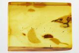 Extremely Rare Fossil Reptile Skin In Baltic Amber #330721-2